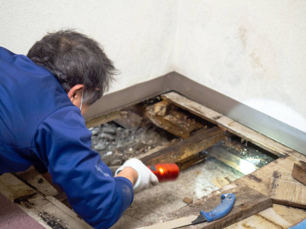 Best Home Mold Removal  in Rockton, IL