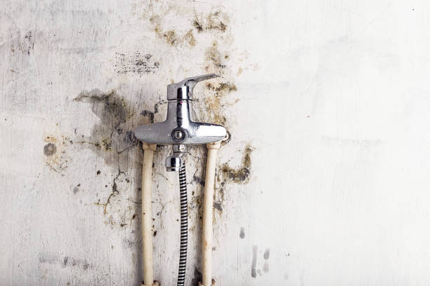 Best Mold Testing  in Rockton, IL