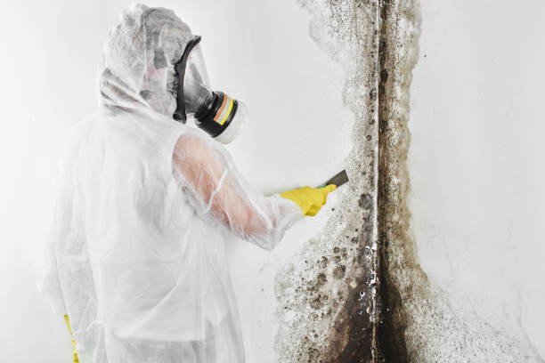Best Fast Mold Removal  in Rockton, IL