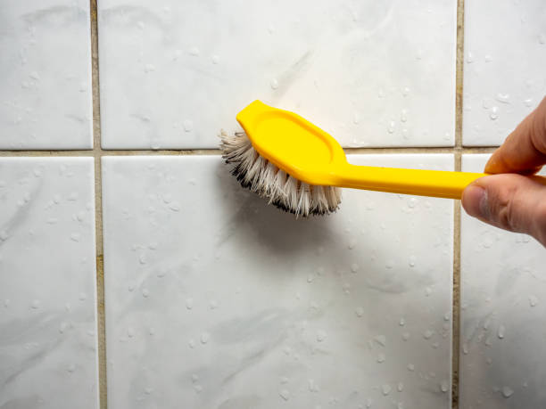 Best Mold Removal Near Me  in Rockton, IL