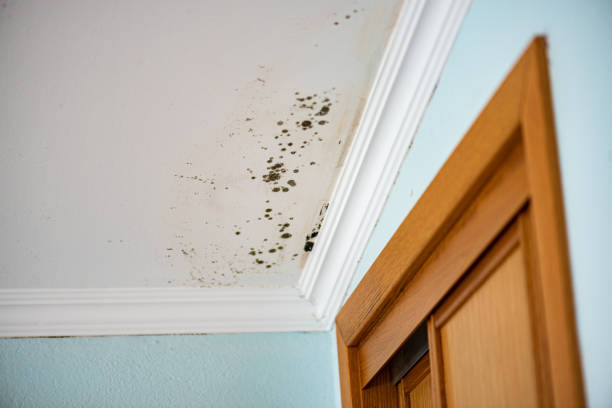 Best Mold Removal Company Near Me  in Rockton, IL