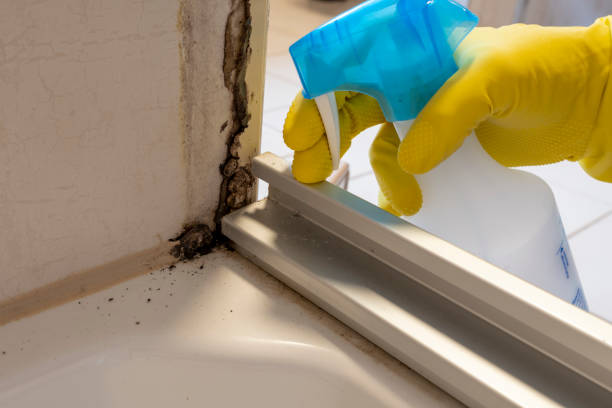 Best Mold Damage Repair  in Rockton, IL
