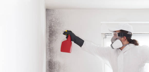 Home Mold Removal in Rockton, IL