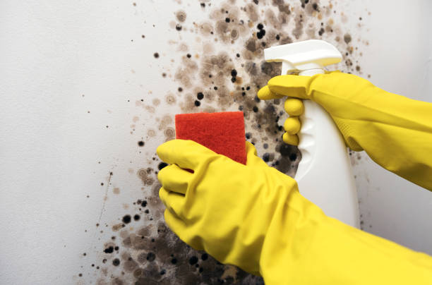 Best Attic Mold Removal  in Rockton, IL