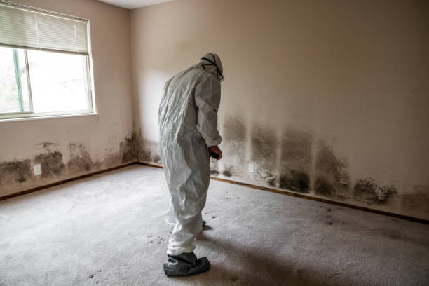 Certified Mold Removal in Rockton, IL