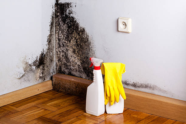 Best Mold Testing  in Rockton, IL
