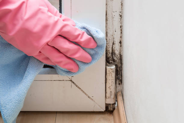 Best Black Mold Removal  in Rockton, IL