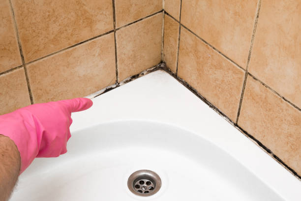 Attic Mold Removal in Rockton, IL